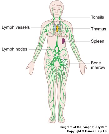 Lymph,immune boost,lymph system