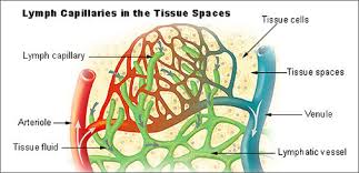 lymph capularies in tissues, immune system, balanced flow